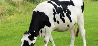 奶牛吃的是草出來的是奶，而它吃的是油出來的是電，華全